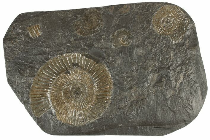 Dactylioceras Ammonite Cluster - Posidonia Shale, Germany #180383
